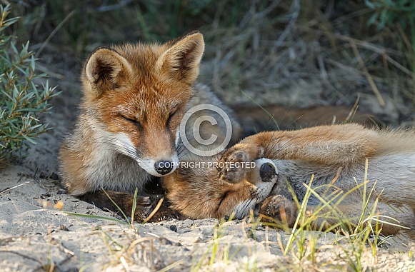 Two red fox cubs