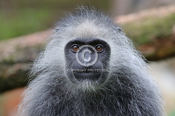 King Colobus (Colobus Polykomos)