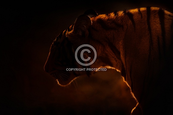 Beautiful tiger in the nature habitat. Tiger pose in amazing light. Wildlife scene with wild animal. Indian wildlife. Indian tiger. Panthera tigris tigris.