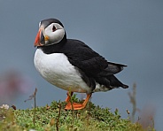 Puffin