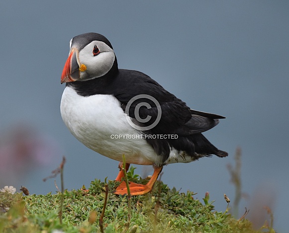 Puffin