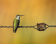 Hummingbird at Rest on Antique Barb Wire