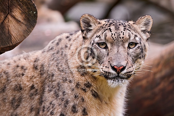 Snow Leopard