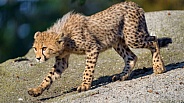 Young cheetah walking