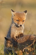 Red fox cubs in there natural habitat