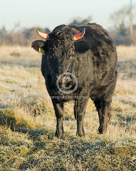 Aberdeen Angus Cow with Horns