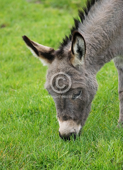 Grazing Miniature Donkey Grazing Miniature Donkey