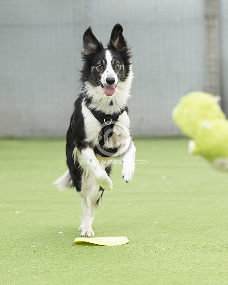 Border Collie Playing