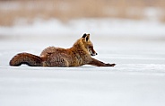 Red fox in Nature