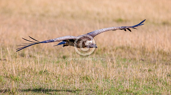 Griffon Vulture Griffon Vulture