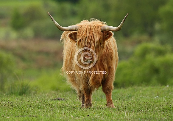 Highland Cattle