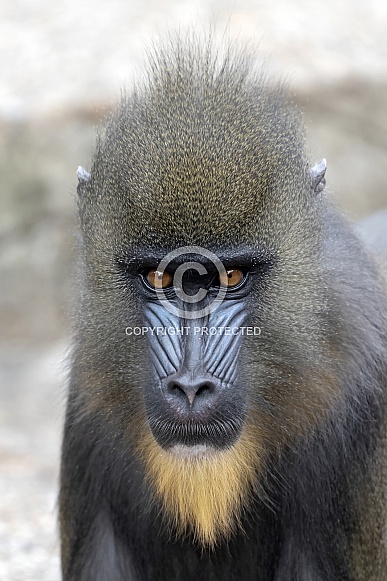 Mandrill (Mandrillus sphinx) Mandrill (Mandrillus sphinx)
