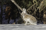 Snowshoe Hare's Coat is changing from winter to spring in Alaska