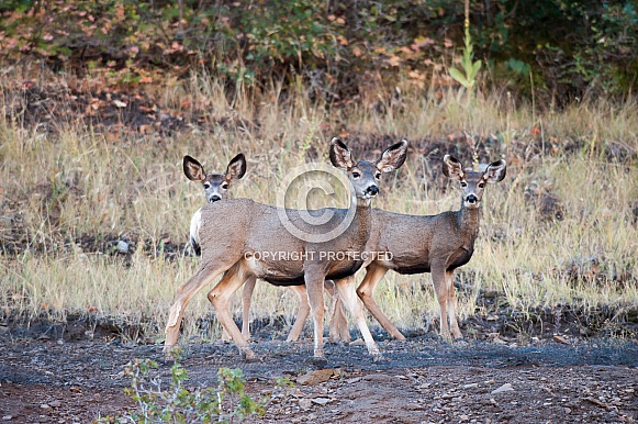Wild mule deer mother and fawns Wild mule deer mother and fawns