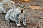 Grey Squirrel Close up
