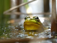 Frog in Water
