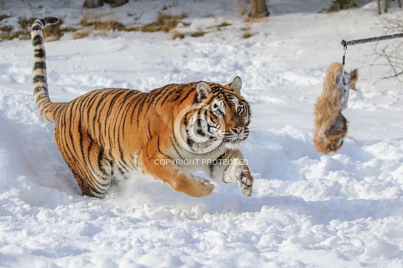 Siberian Tiger in deep snow