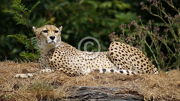 Cheetah