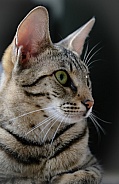 Savannah cat Gaia