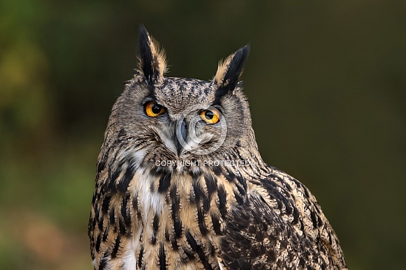 Eurasian Eagle Owl