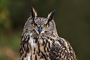 Eurasian Eagle Owl