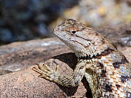Desert Spiny Lizard Portrait