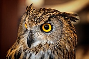 Eurasian Eagle Owl--Eurasian Eagle Owl Profile