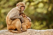 Macaque rhesus on the wall with beautiful blurry background