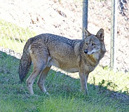 Red Wolf