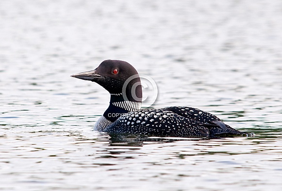 Common Loon Common Loon