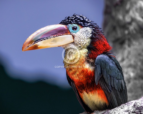 Curl Crested Aracari