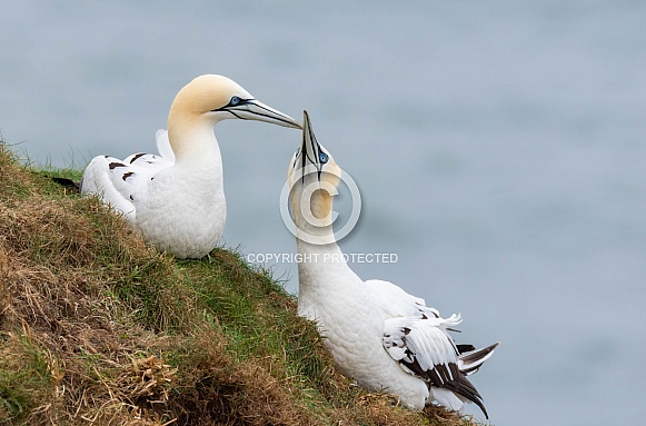Gannets Gannets