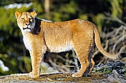 Lioness standing