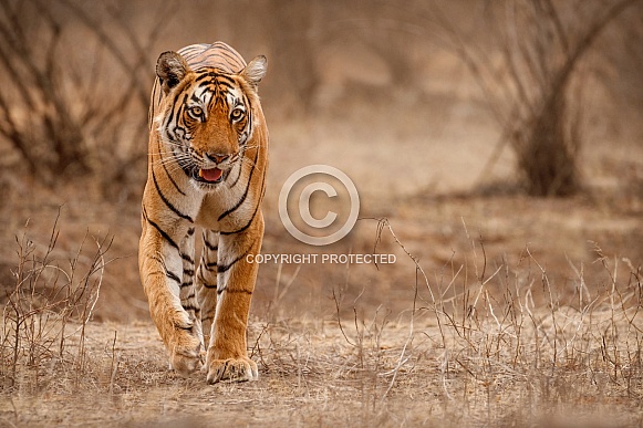 Beautiful tiger in the nature habitat. Tiger pose in amazing light. Wildlife scene with wild animal. Indian wildlife. Indian tiger. Panthera tigris tigris.