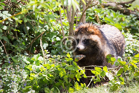 Raccoon dog