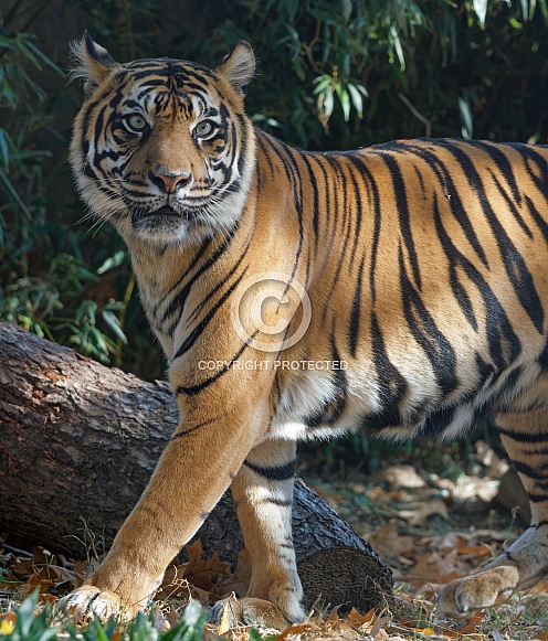 Bengal Tiger