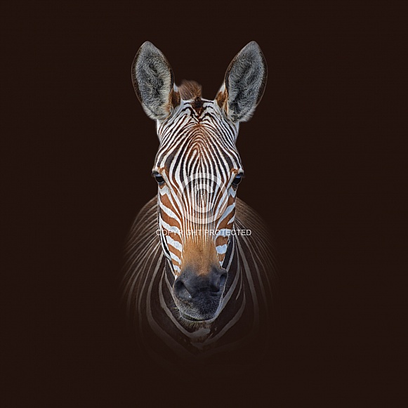 Cape Mountain Zebra Portrait