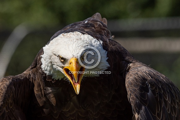 Bald Eagle close-up portrait