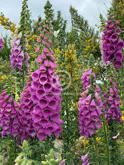 Wild flowers growing in a meadow