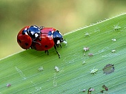 Lady bugs (Coccinellidae)