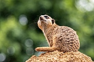 Meerkat Sitting Looking To Sky