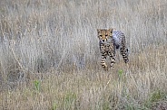 Cheetah Cub - 4 months Old
