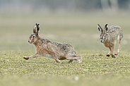 Hare