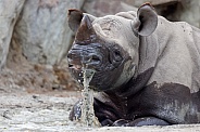 The black rhinoceros, black rhino or hook-lipped rhinoceros (Diceros bicornis)