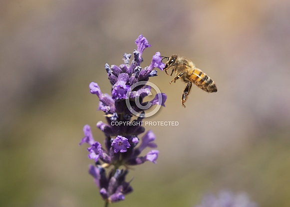 Honeybee in Flight Honeybee in Flight