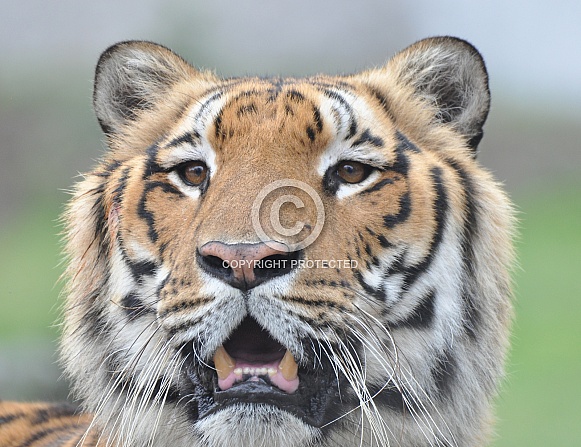 Royal Bengal Tiger