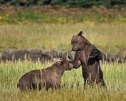 Bears playing in a field