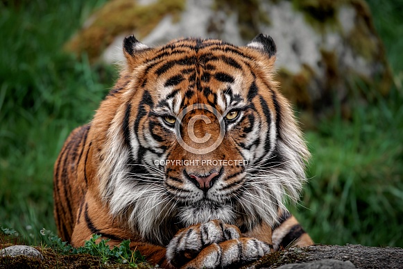 Sumatran Tiger