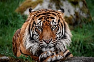Sumatran Tiger