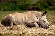 Young Rhino Sleeping